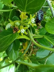 Cynanchum obtusifolium