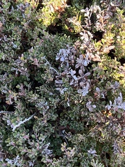 Arctostaphylos pumila