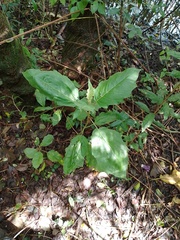 Solanum stellatiglandulosum