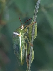 Piezodorus hybneri