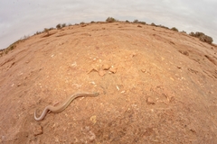 Senegal Sand Skink photo 5