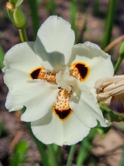 Dietes