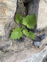Eucnide bartonioides