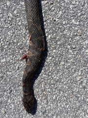 Nerodia sipedon williamengelsi