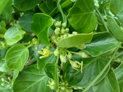 Cynanchum obtusifolium