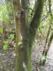 Alnus acuminata