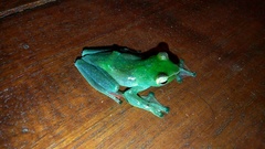 Zhangixalus dulitensis