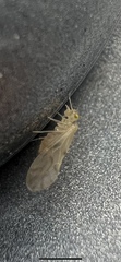 Xanthocaecilius