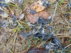 Erithacus rubecula rubecula