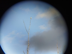 Geranoaetus polyosoma polyosoma