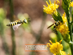 Philanthus multimaculatus