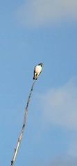 Geranoaetus polyosoma polyosoma
