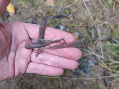 Erithacus rubecula rubecula