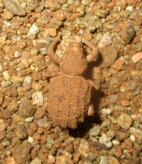 Brachycerus