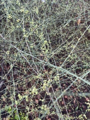 Asparagus cooperi
