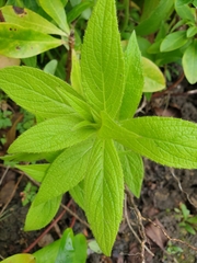 Stachys palustris