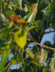 Dicrurus leucophaeus