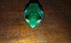 Zhangixalus dulitensis