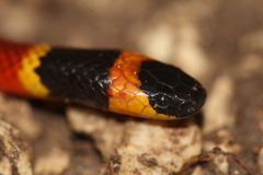 Micrurus diastema apiatus
