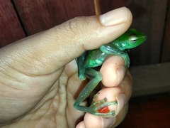 Zhangixalus dulitensis