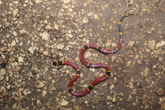 Micrurus diastema apiatus