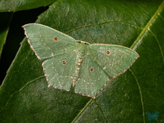 Cyclothea disjuncta
