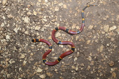 Micrurus diastema apiatus