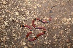 Micrurus diastema apiatus