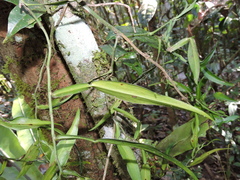 Pothos scandens