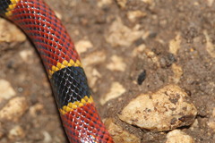 Micrurus diastema apiatus