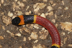 Micrurus diastema apiatus