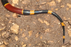 Micrurus diastema apiatus