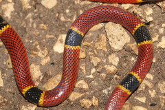 Micrurus diastema apiatus