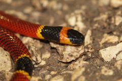 Micrurus diastema apiatus