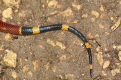 Micrurus diastema apiatus
