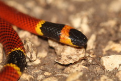 Micrurus diastema apiatus