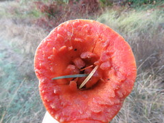 Turbinellus floccosus