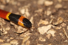 Micrurus diastema apiatus