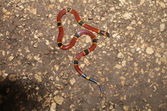 Micrurus diastema apiatus