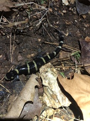 Ambystoma annulatum