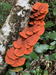 Trametes sanguinea