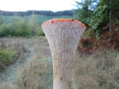 Turbinellus floccosus