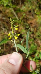 Crotalaria lanceolata