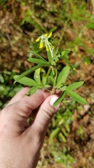 Crotalaria lanceolata