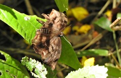 Achlyodes busirus