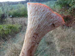 Turbinellus floccosus