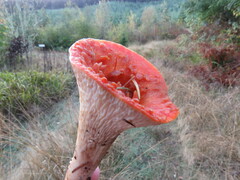 Turbinellus floccosus