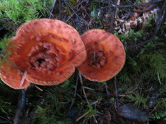 Turbinellus floccosus