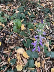 Campanula