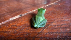 Zhangixalus dulitensis